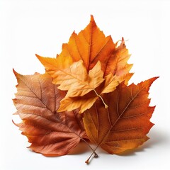Fototapeta premium Pile of autumn leaves isolated on white background