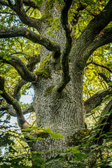 A majestic oak tree seen from the base, its thick trunk covered in moss and reaching up into a canopy of vibrant green leaves. The branches spread wide against a bright sky.