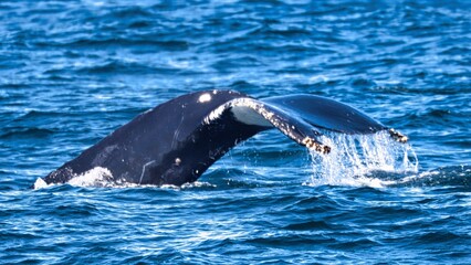 Obraz premium Bar Harbor, Maine USA