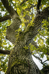 A low-angle view of a tree canopy with twisting branches covered in lush green leaves, set against a clear blue sky. The sunlight filters through the leaves