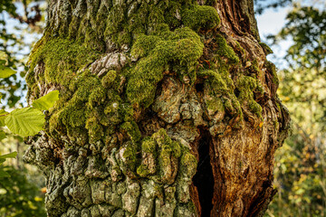 A detailed view of a large tree burl, covered with moss, attached to the trunk of a tree. The...