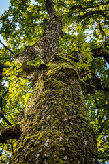 A low-angle view of a tree canopy with twisting branches covered in lush green leaves, set against a clear blue sky. The sunlight filters through the leaves