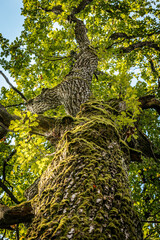 A low-angle view of a tree canopy with twisting branches covered in lush green leaves, set against a clear blue sky. The sunlight filters through the leaves