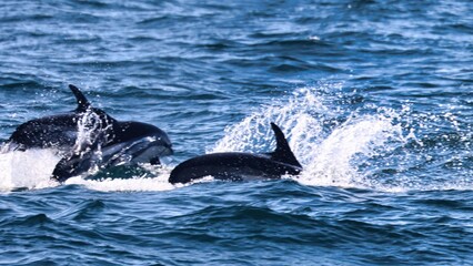 Fototapeta premium Bar Harbor, Maine USA