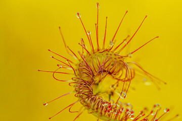 Close-up macro image of a carnivorous sundew plant showcasing its vibrant red tentacles covered in glistening dew-like droplets against a soft green background.