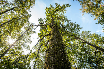 Fototapeta premium A majestic oak tree seen from the base, its thick trunk covered in moss and reaching up into a canopy of vibrant green leaves. The branches spread wide against a bright sky.