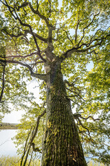 Fototapeta premium A low-angle view of a tree canopy with twisting branches covered in lush green leaves, set against a clear blue sky. The sunlight filters through the leaves