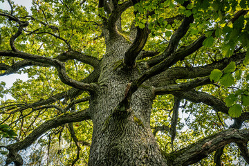 A majestic oak tree seen from the base, its thick trunk covered in moss and reaching up into a canopy of vibrant green leaves. The branches spread wide against a bright sky.