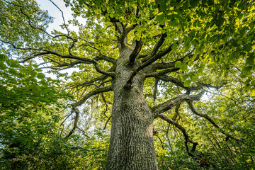 A low-angle view of a tree canopy with twisting branches covered in lush green leaves, set against a clear blue sky. The sunlight filters through the leaves