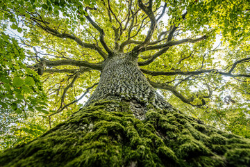 A majestic oak tree seen from the base, its thick trunk covered in moss and reaching up into a canopy of vibrant green leaves. The branches spread wide against a bright sky.