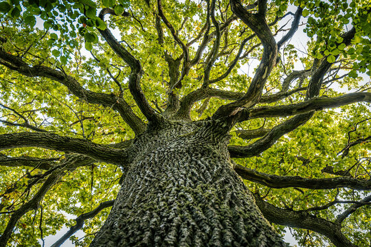 A majestic oak tree seen from the base, its thick trunk covered in moss and reaching up into a canopy of vibrant green leaves. The branches spread wide against a bright sky.