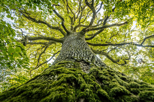 A majestic oak tree seen from the base, its thick trunk covered in moss and reaching up into a canopy of vibrant green leaves. The branches spread wide against a bright sky.