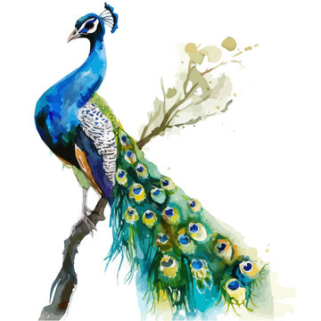 recommend clip art: Watercolor drawing of Peacock, isolated on a white background, and Peacock vector