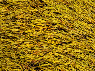 macro close up of hannelled wrack seaweed (Pelvetia canaliculata) from the Cantabrian Sea (Galicia - Spain) at low tide