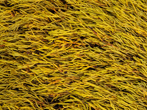 macro close up of hannelled wrack seaweed (Pelvetia canaliculata) from the Cantabrian Sea (Galicia - Spain) at low tide