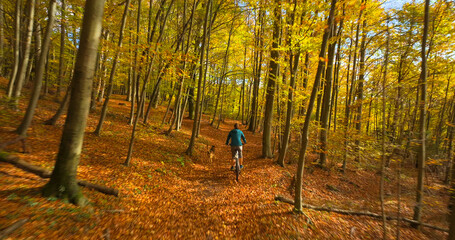 AERIAL: Female mountain biker pedals through an autumn forest, with a joyful dog running alongside. Cyclist and her loyal canine companion are enjoying beautiful and colorful nature in autumn season.