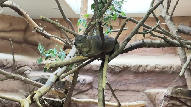 A rock hyrax resting on tree branches inside a zoo enclosure, surrounded by a rocky backdrop and leaves.
