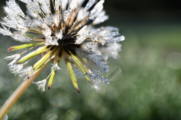 Obraz premium Rain or dew sparkling on delicate fluffy dandelion flower puffs