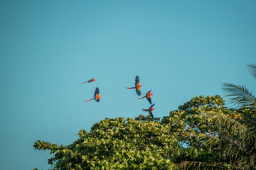 flock of scarlet macaw birds fly flying group parrot 
