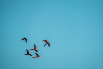 flock of scarlet macaw birds fly flying group parrot 