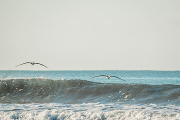 brown pelican hovering above the ocean 