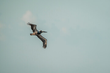 brown pelican hovering above the ocean 