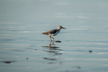 beautiful bird on shore running pretty small cute