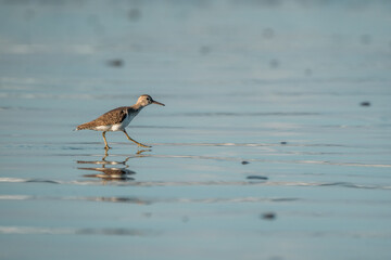 beautiful bird on shore running pretty small cute