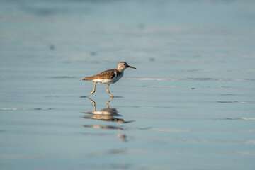 beautiful bird on shore running pretty small cute