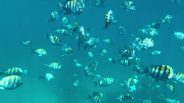 Snorkeling with tropical fish in the clear waters of Varadero