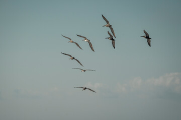 brown pelicans bird hovering above the ocean sea 