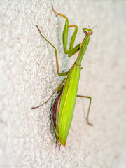 Praying mantis on a white wall