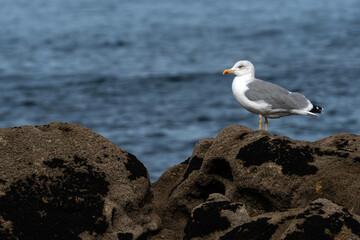 Yellow legged Gull (Larus michahellis) on the rocks with the Atlantic Ocean in the background