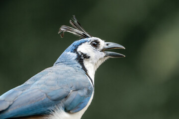 blue jay bird in Costa rica funny weird animal portrait