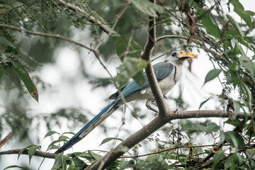 blue magpie in tree with food