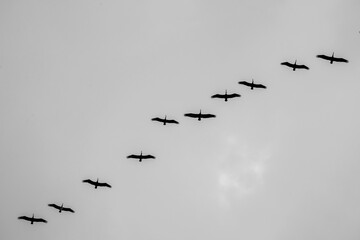 beautiful pelican bird silhouette fine art black and white 