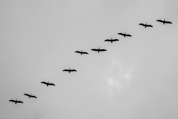 beautiful pelican bird silhouette fine art black and white 