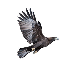 Obraz premium Bald eagle flying with wings flapping isolated on transparent background