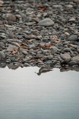 reflection camouflage bird avian pretty 