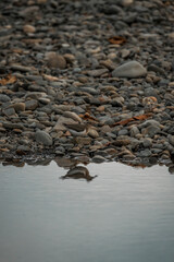 reflection camouflage bird avian pretty 