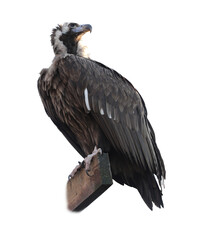 Beautiful Eurasian griffon vulture on white background. Exotic bird