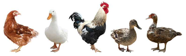 Different domesticated birds on white background, collage