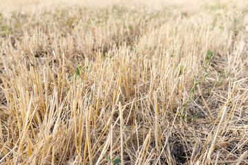 stubble, harvested field of wheat or barley, stubble, in summer, under a blue sky