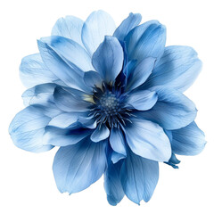 Obraz premium https://s.mj.run/geOi4WCRzt0 blue flower on white background --v 6 Job ID: df11c892-e8f2-46d9-8ca0-a1864f85f803