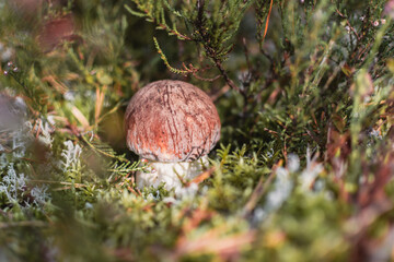 Single mushroom Boletus pinophilus, commonly known as the pine bolete or pinewood king bolete...