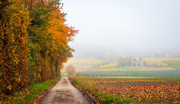 Misty autumn morning along a rural path in Switzerland