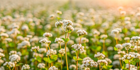 Close up of buckwheat field in focus, Buckwheat, farm, agriculture, crop, healthy, food, grain, background, plant
