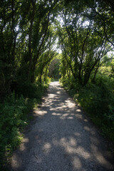 Obraz premium path in the forest