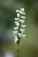 スピランテス・ケルヌア