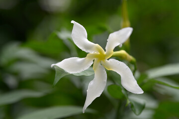 Obraz premium タベルナモンタナ・パキシフォン